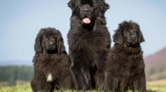 Щастя любить мовчання: 10 порід собак, які трохи